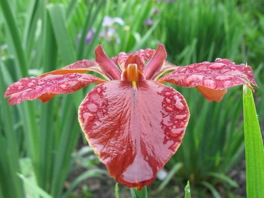 (Iris)