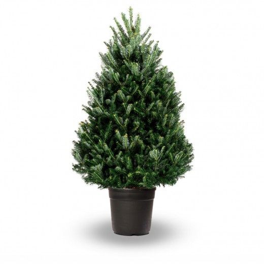 Пихта Фразера (Abies fraseri) Пихта Фразера (Abies fraseri)