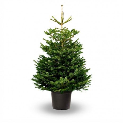 Пихта Нордмана, или Ель Датская (Abies nordmanniana) Пихта Нордмана, или Ель Датская (Abies nordmanniana)