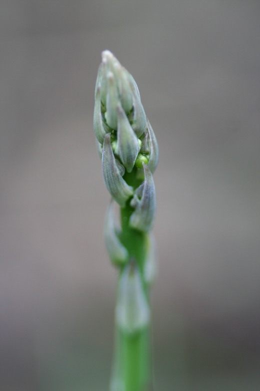  (Asparagus)
