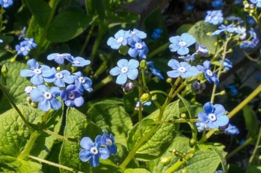 Бруннера крупнолистная (лат. Brunnera macrophylla) Бруннера крупнолистная (лат. Brunnera macrophylla)
