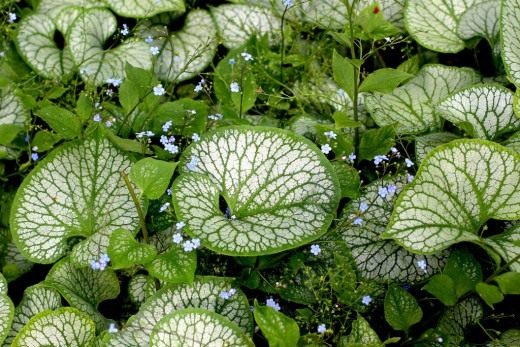 Бруннера крупнолистная "Джек Фрост" (Brunnera macrophylla 'Jack Frost') Бруннера крупнолистная "Джек Фрост" (Brunnera macrophylla 'Jack Frost')