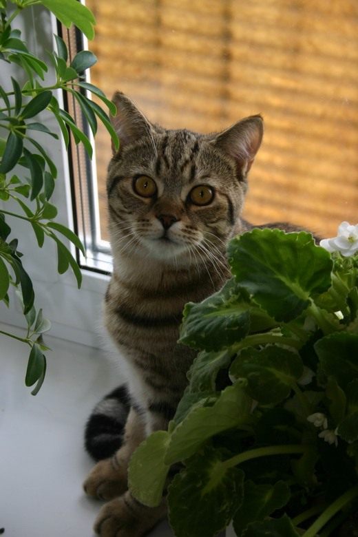  (Cat)