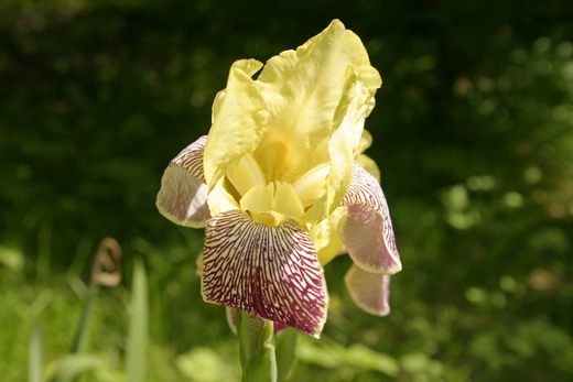 (Iris)