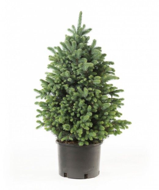 Eль сизая, также Ель канадская, или Ель белая (Picea glauca) Eль сизая, также Ель канадская, или Ель белая (Picea glauca)