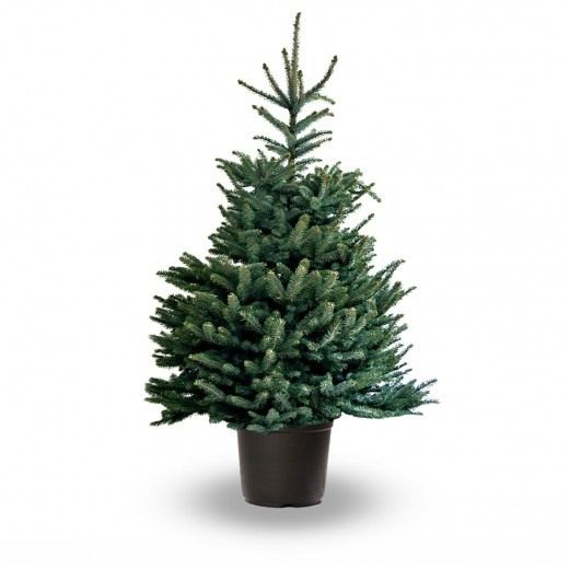 Ель голубая, или Ель колючая (Picea pungens) Ель голубая, или Ель колючая (Picea pungens)