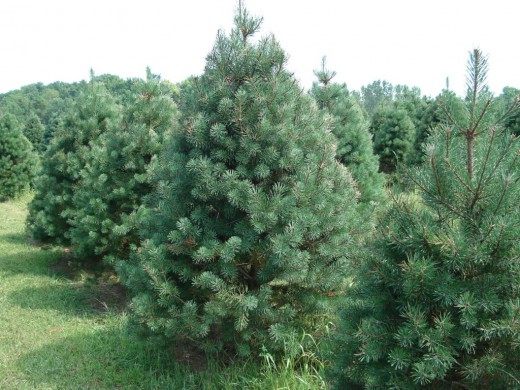 Сосна обыкновенная (Pinus sylvestris) Сосна обыкновенная (Pinus sylvestris)