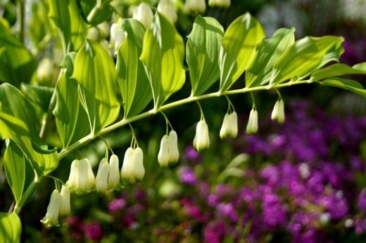   (Polygonatum multiflorum)