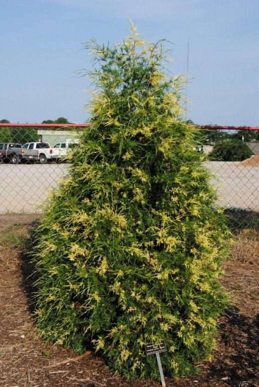 Можжевельник виргинский ‘Регал’ (Juniperus virginiana ‘Regal’)