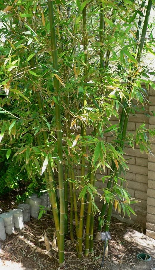 Бамбук (Bamboo)