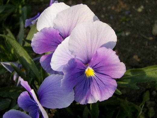 Анютины глазки (Viola tricolor) Анютины глазки (Viola tricolor)