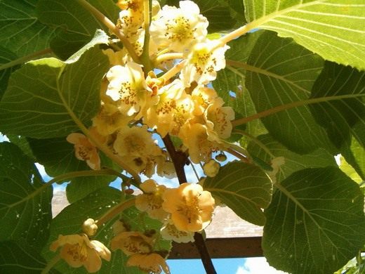 Актинидия (Actinidia)