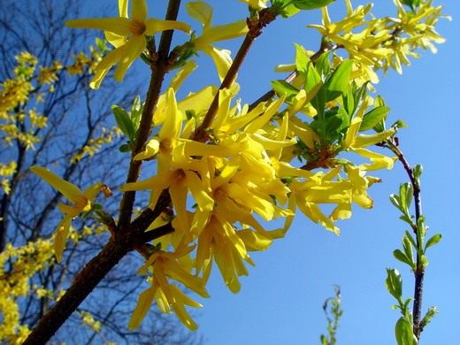 Форзиция (Forsythia)