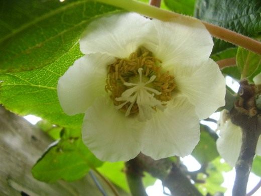 Актинидия (Actinidia)