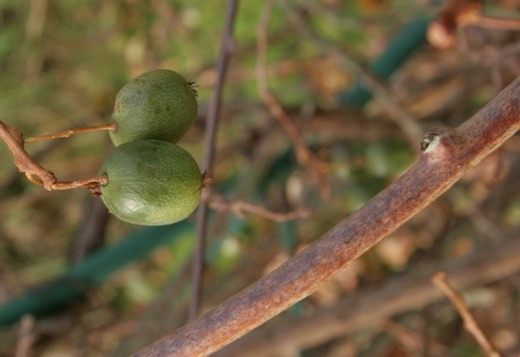 Актинидия (Actinidia)