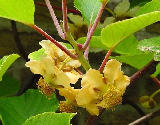 Актинидия (Actinidia)