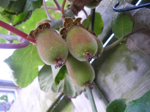 Актинидия (Actinidia)