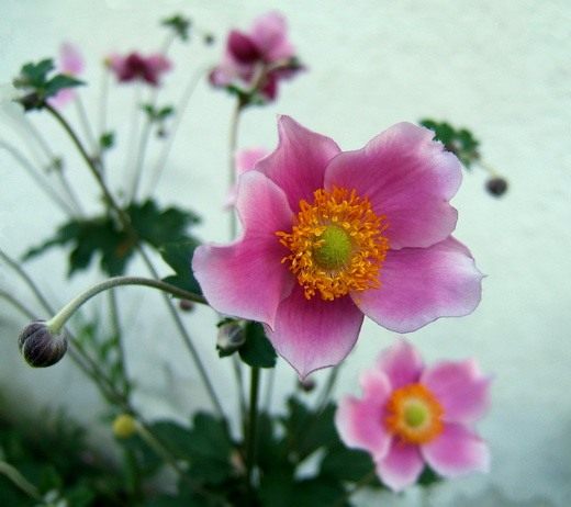 Photo: Anemone hupensis via Wikimedia Commons.