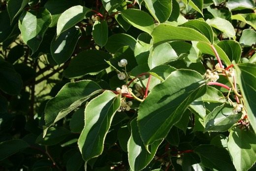 Актинидия (Actinidia)