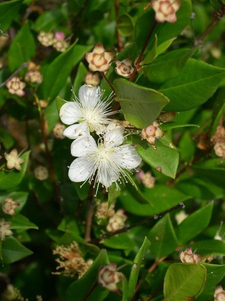 Мирт (Myrtle) Мирт (Myrtle)