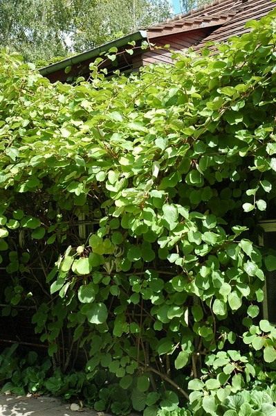 Актинидия (Actinidia)