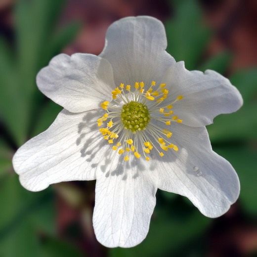 Анемона (Anemone)