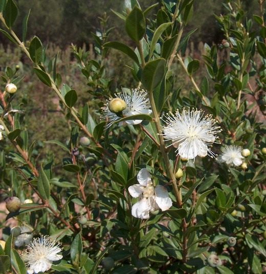 Мирт (Myrtle) Мирт (Myrtle)