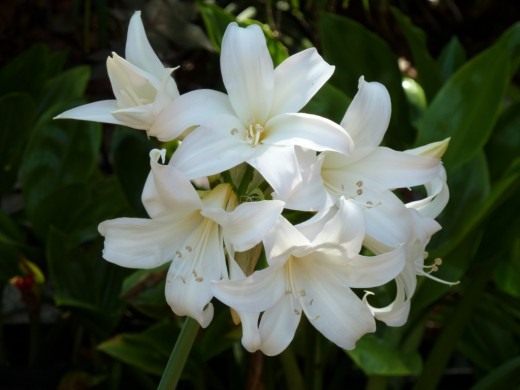 Амариллис сорт 'Fred Meyer White' Амариллис сорт 'Fred Meyer White'