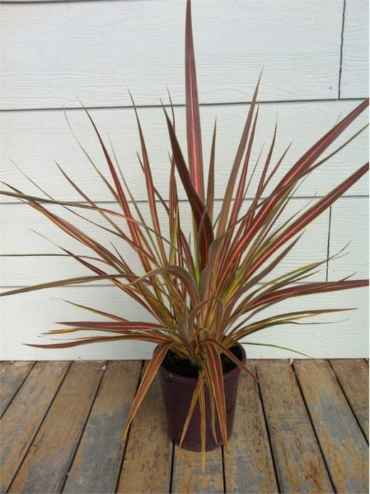 Кордилина Бенкса (Cordyline banksii) Кордилина Бенкса (Cordyline banksii)