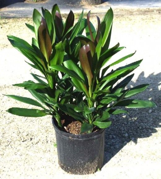 Кордилина глаука (Cordyline glauca)