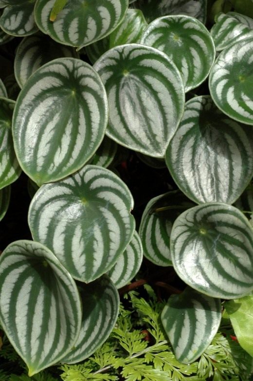 ДОМАШНИЕ ЦВЕТЫ ПЕПЕРОМИЯ Peperomia flower