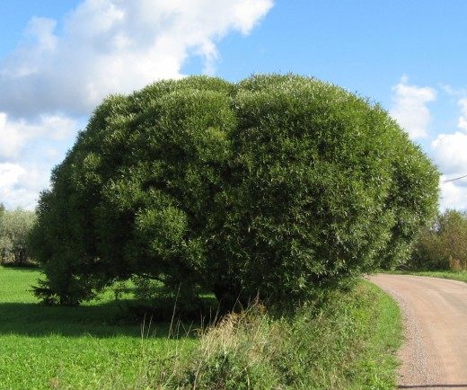 И́ва ломкая, или Ракита сорт 'Bullata' И́ва ломкая, или Ракита сорт 'Bullata'