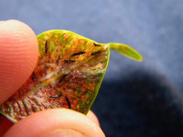 Трипсы, или пузыреногие (Thysanoptera) Трипсы, или пузыреногие (Thysanoptera)