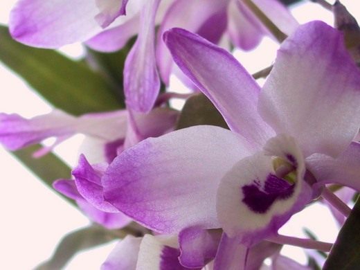 Орхидея Дендробиум (Orchidaceae Dendrobium) Орхидея Дендробиум (Orchidaceae Dendrobium)