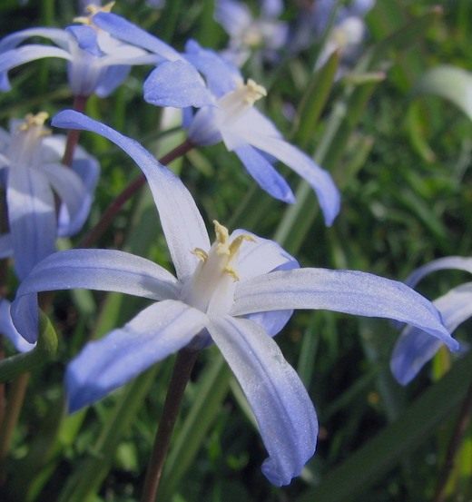Хионодокса (Chionodoxa)