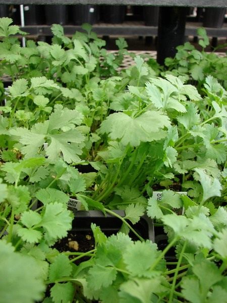 1_Coriander.jpg