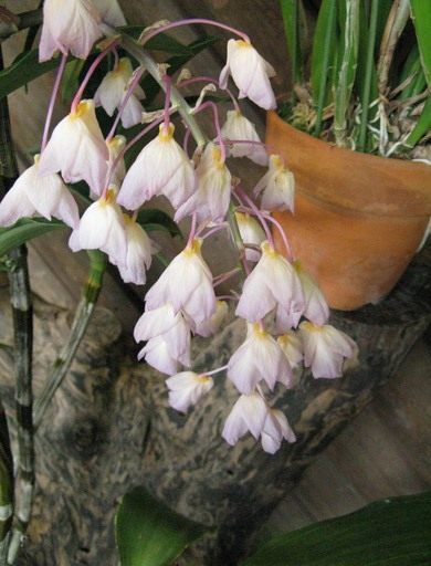 Дендробиум (Dendrobium amabile) Дендробиум (Dendrobium amabile)