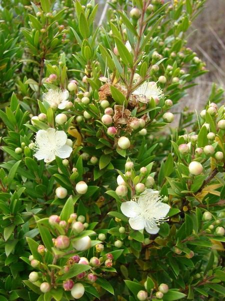 Мирт (Myrtle) Мирт (Myrtle)