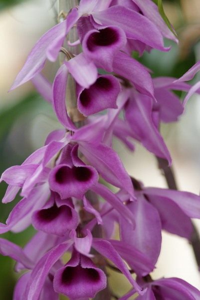 Дендробиум непахучий (Dendrobium anosmum) Дендробиум непахучий (Dendrobium anosmum)