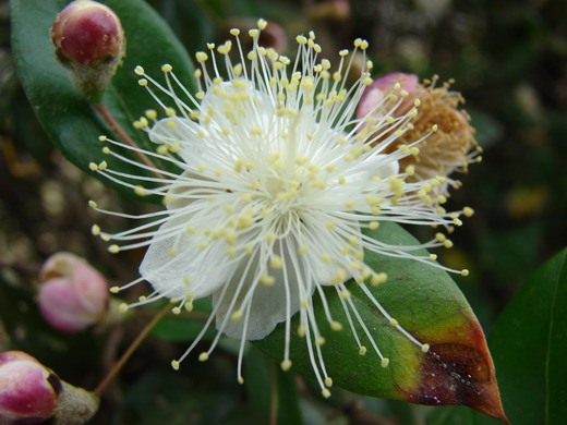 Мирт (Myrtle) Мирт (Myrtle)