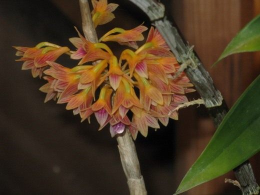 Дендробиум (Dendrobium × usitae) Дендробиум (Dendrobium × usitae)