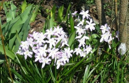 (Chionodoxa)