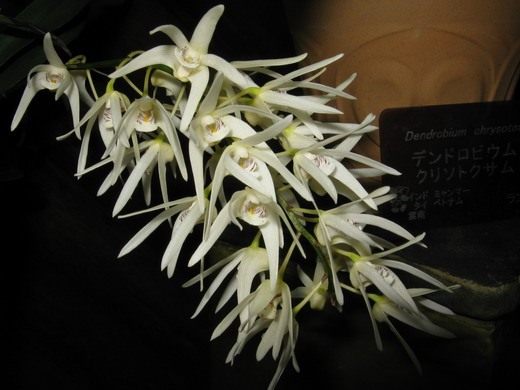 Дендробиум (Dendrobium ruppianum) Дендробиум (Dendrobium ruppianum)