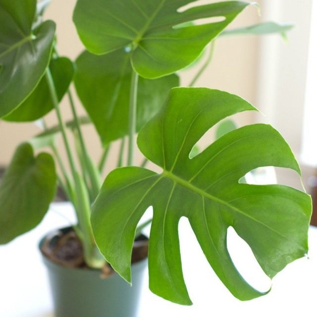 Монстера деликатесная (Monstera deliciosa) Монстера деликатесная (Monstera deliciosa)