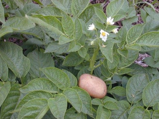 Картофель Картофель