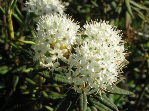Рододендрон гренландский (Rhododendron groenlandicum), или Багульник гренландский (Ledum groenlandicum) Рододендрон гренландский (Rhododendron groenlandicum), или Багульник гренландский (Ledum groenlandicum)