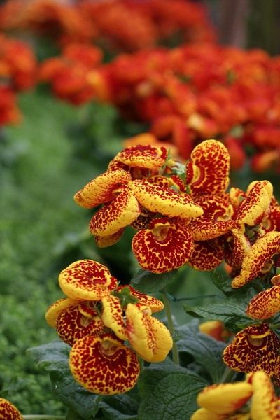 Кальцеолярия – Calceolaria 1_Calceolaria-