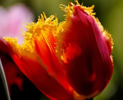 Тюльпан (Tulip)
