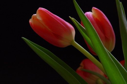 Тюльпан (Tulip)