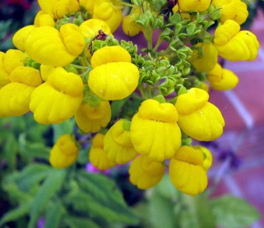 Кальцеолярия – Calceolaria 6_Calceolaria-